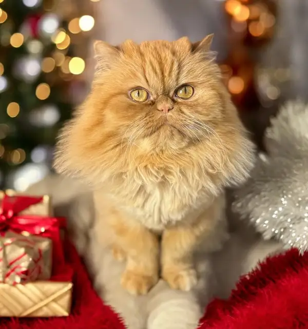 A ginger Persian cat beside Christmas gifts