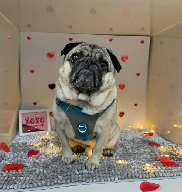 A pug posing among paper hearts