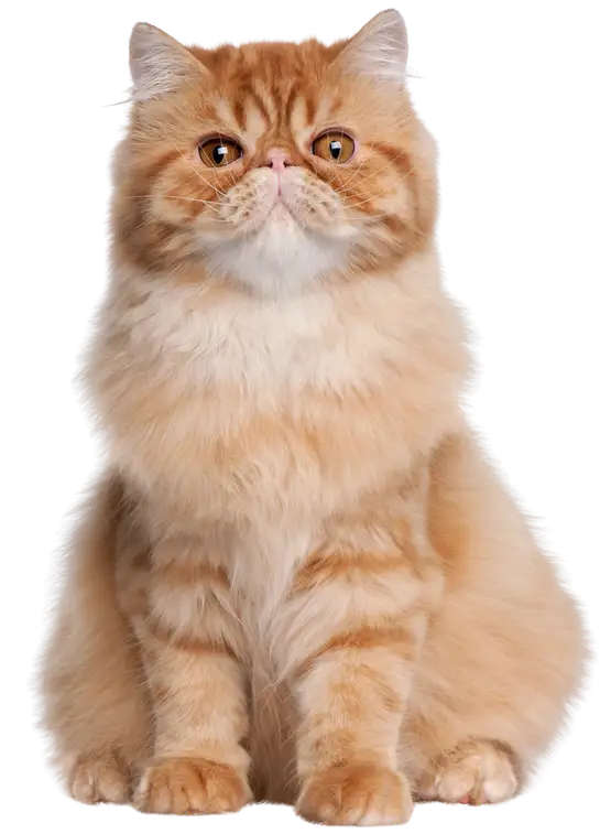 A long-haired orange cat sitting upright
