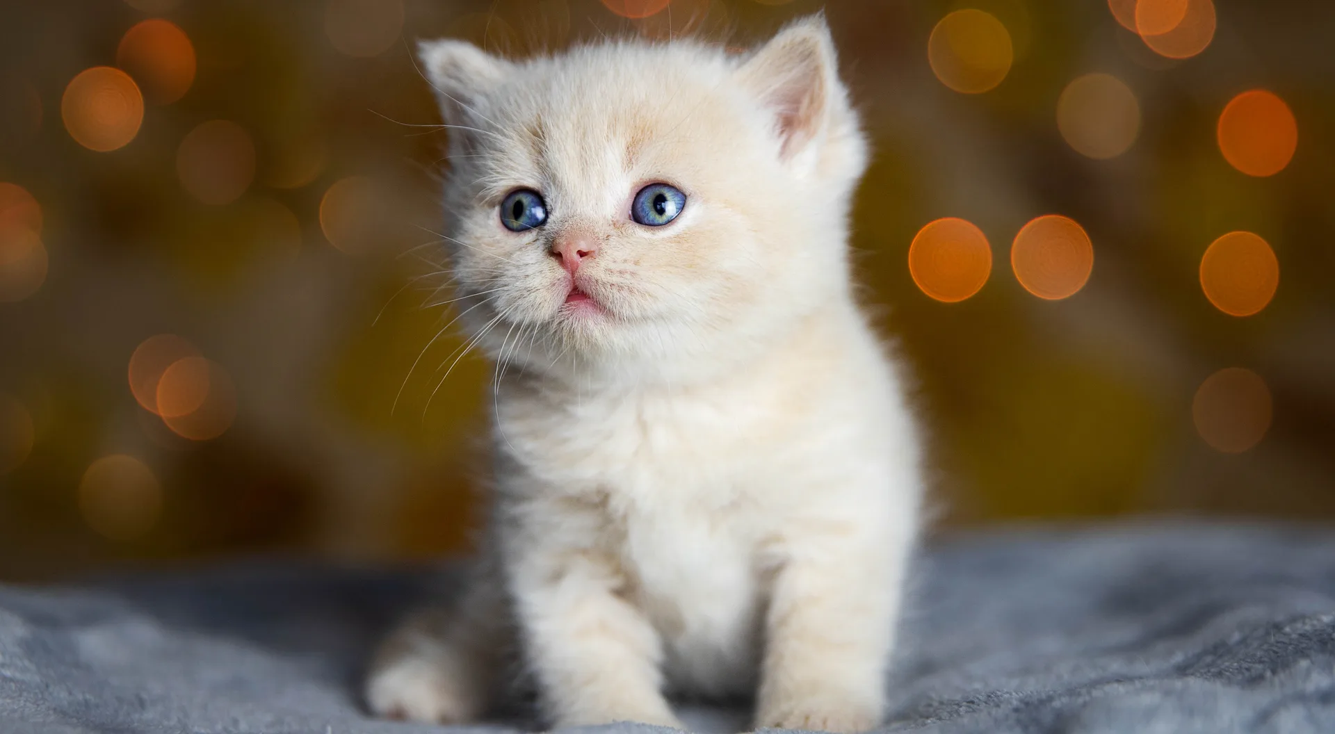 Animal Hospital Near Me